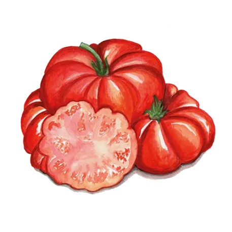Tomat 'Costoluto Fiorentino' Svenskodlat frö