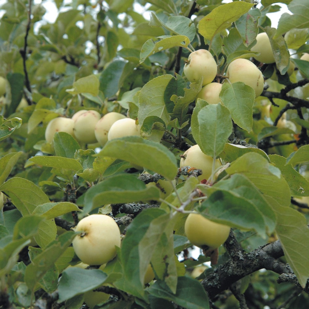 Äpple 'Transparante Blanche' A2 co Inkl. Uppbindning