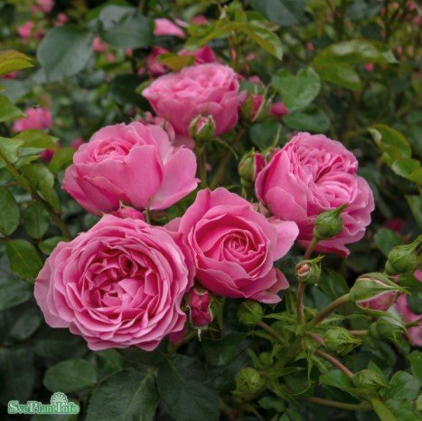 Floribundaros 'Leonardo da Vinci' 1-pack barrotad