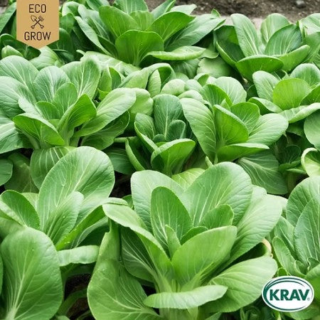 Pak Choi 'White Celery Mustard' KRAV-märkt