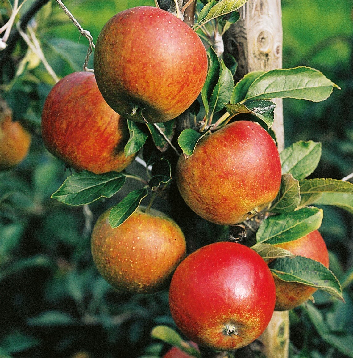Äpple 'Aroma' E B9 co Inkl. Uppbindning