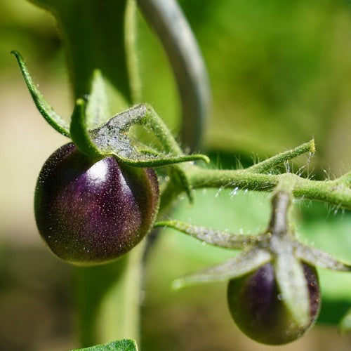 Körsbärstomat 'Nightshade' F1 10,5cm kruka