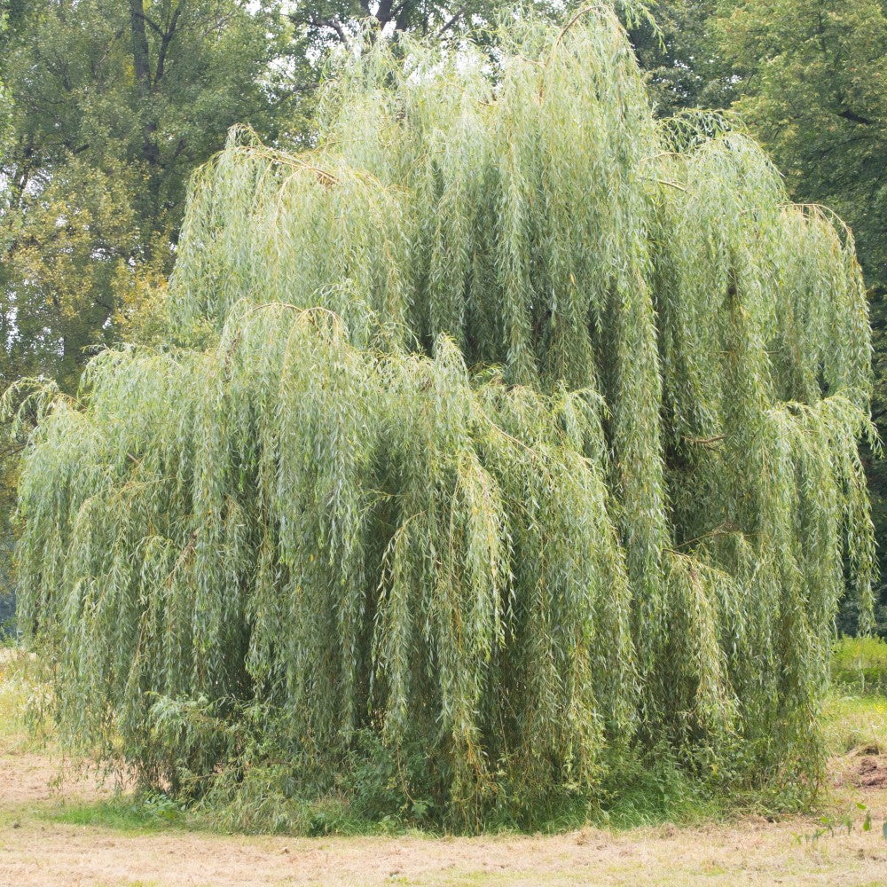 Kaskadpil 'Chrysocoma' Utr 150-200 co