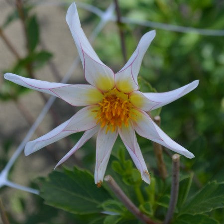 Orkidé Dahlia 'Honka Fragile' 1st