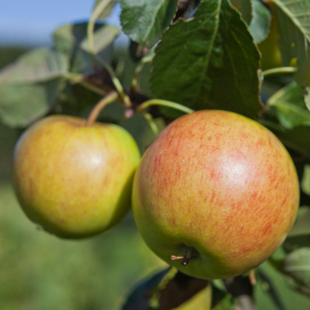 Äpple 'Filippa' E MM111 co