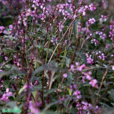 Järnört 'Bampton' 6-pack i kruka