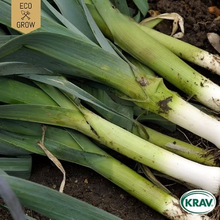 Purjolök 'Winter Giant' KRAV-märkt