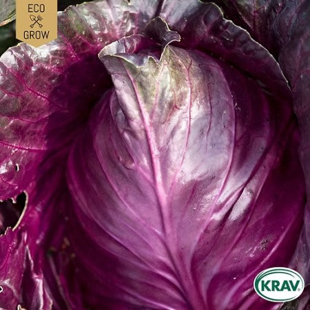 Spetskål 'Kalibos' KRAV-märkt