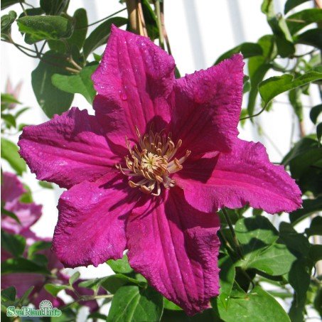 Klematis 'Ernest Markham' 1-pack
