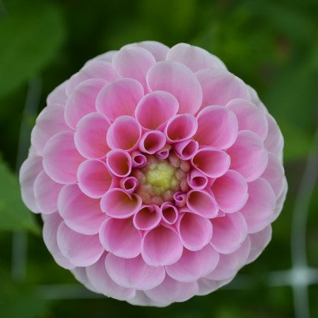 Pompon Dahlia 'Stolze von Berlin' 1st