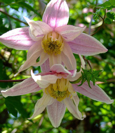 Klematis 'Propertius'