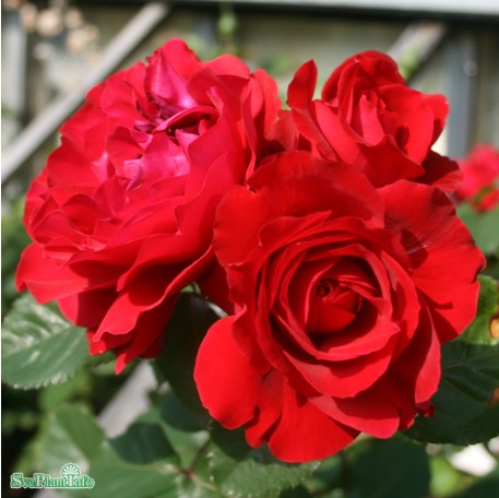 Floribundaros 'Look Good Feel Better' 5-pack Barrotad