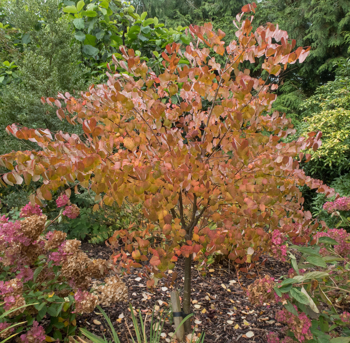 Katsura Solitär 125-150 cm
