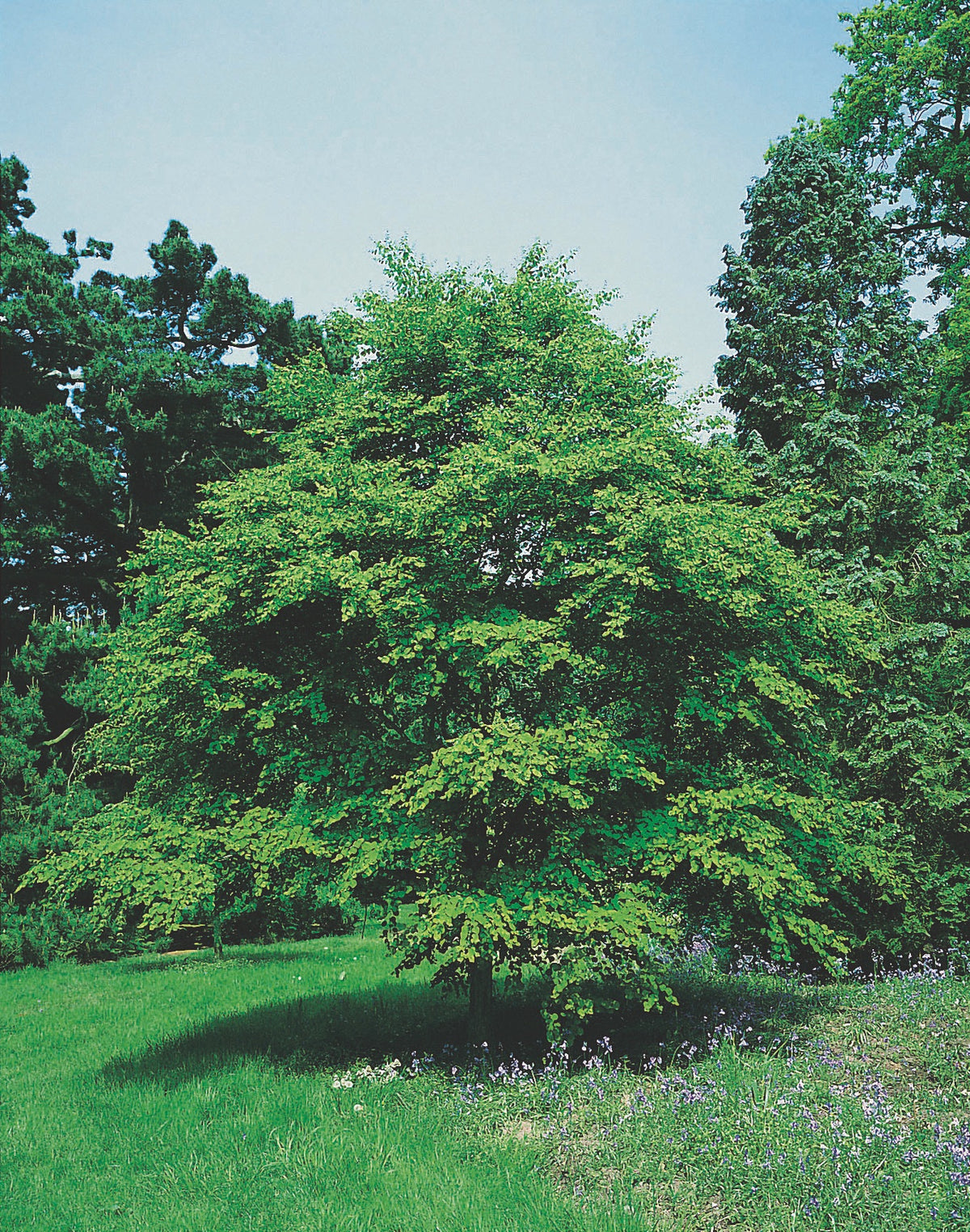 Katsura Solitär 125-150 cm