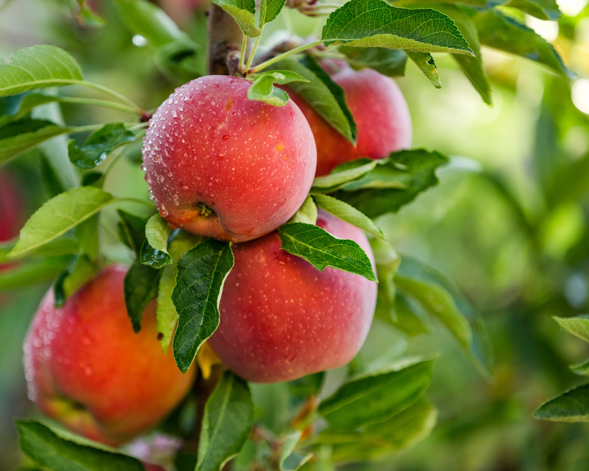 Äpple 'Aroma' E B9 co