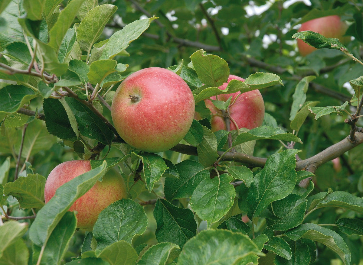 Äpple 'Aroma' E B9 co