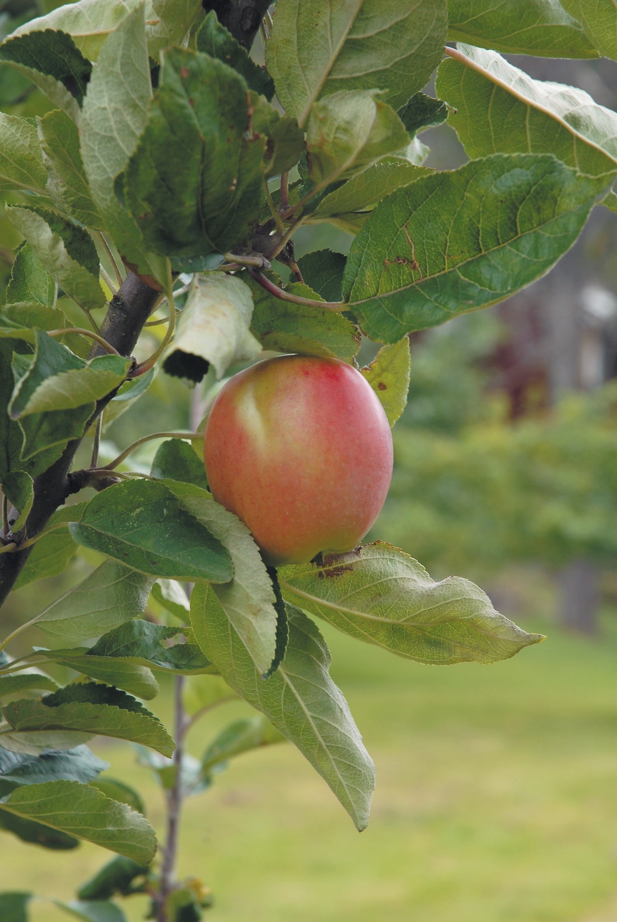 Äpple 'Åkerö' B9 co