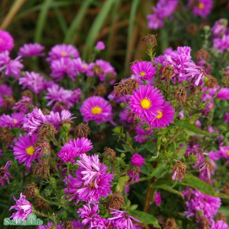 Höstaster 'Patricia Ballard'