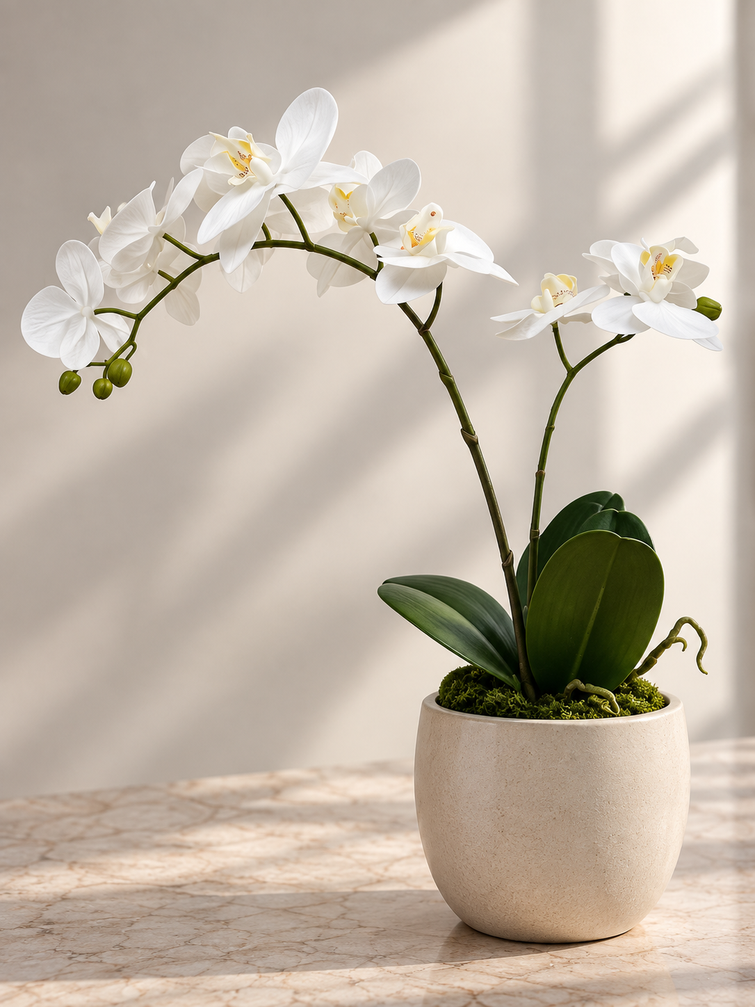 PHALAENOPSIS 2-STEM 54CM WHITE