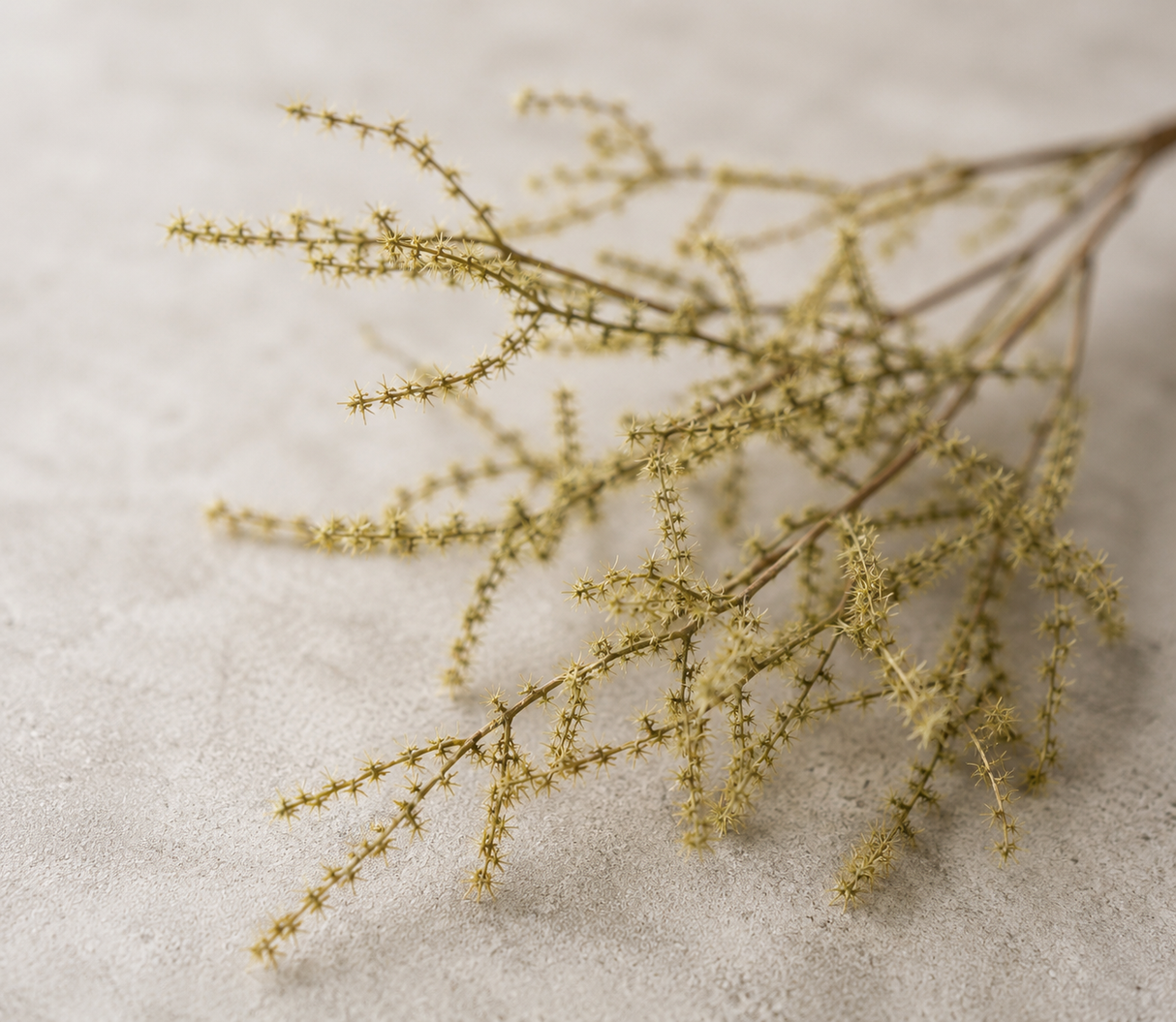 Asparagus Spray grön 102 cm
