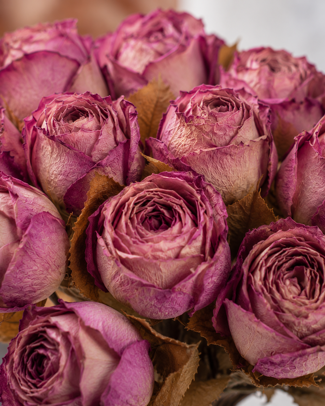 Rosa Dried Bundle lila x10 27 cm