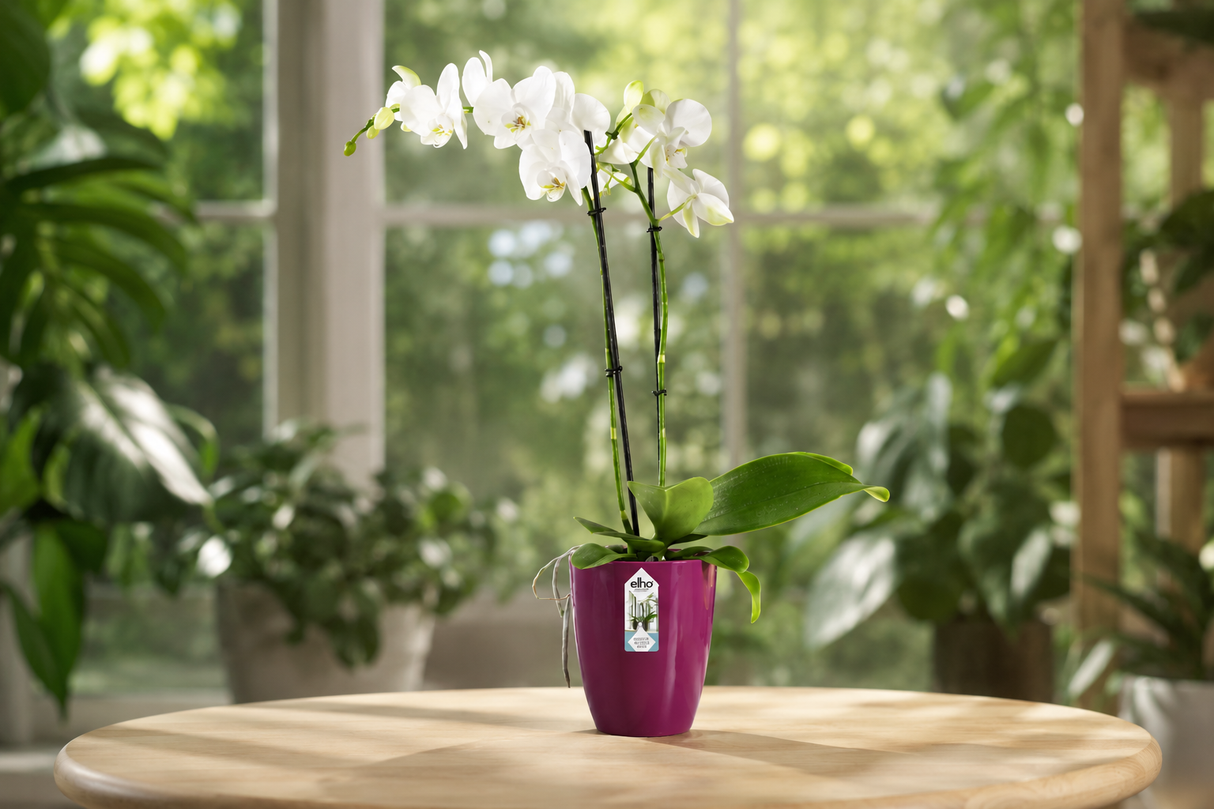 Brussels Orchid High 12,5cm Cherry Red