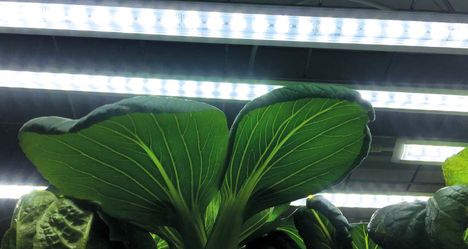 Växtbelysning, Presentförp. 2delar