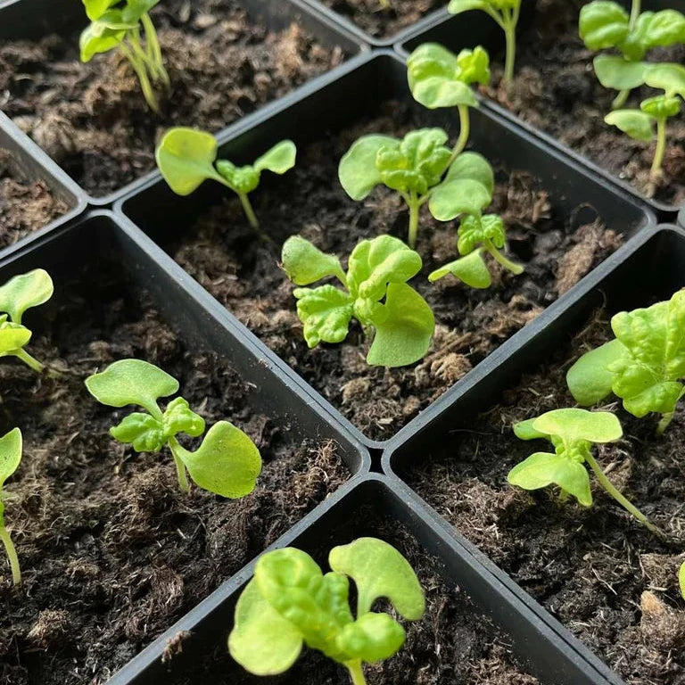 ABC Planter Miniväxthus Start set