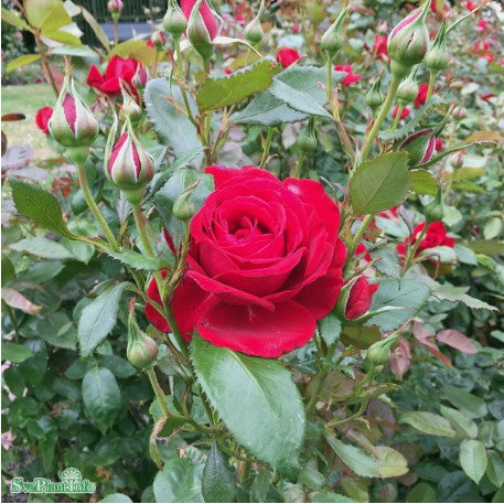 Tehybridros 'Isabella Rossellini' 5-pack barrotad
