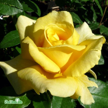 Tehybridros 'Kaj Munk' 10-pack Barrotad