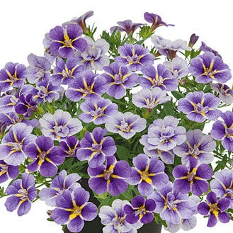 Minipetunia 'Unique Wisteria Star' - 3 plantor