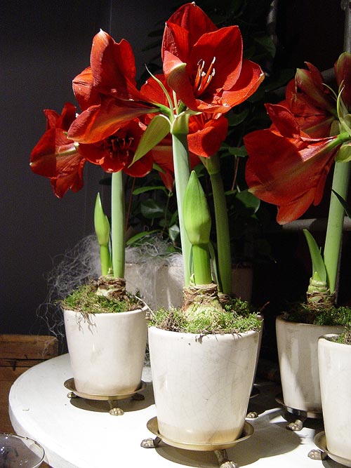 Amaryllis i hög glasvas – odlingstips och vård: lök delvis ovan jord i väldränerad jord med sand, sparsam vattning, ljust läge och viloperiod för lång, kontinuerlig vinterblomning.
