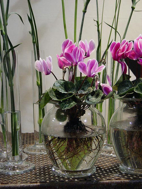 Fakta och skötselråd om cyklamen (Cyclamen persicum) – blommande krukväxt för höst och vinter; svalt, ljust läge; vattna underifrån med mjukt vatten; knölen ovan jord.