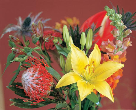 Lily (Lilium) cut flower symbolizing purity and grace, prized in floristry for rich fragrance and long vase life; Longiflorum, Oriental, Asiatic and LA Hybrid.