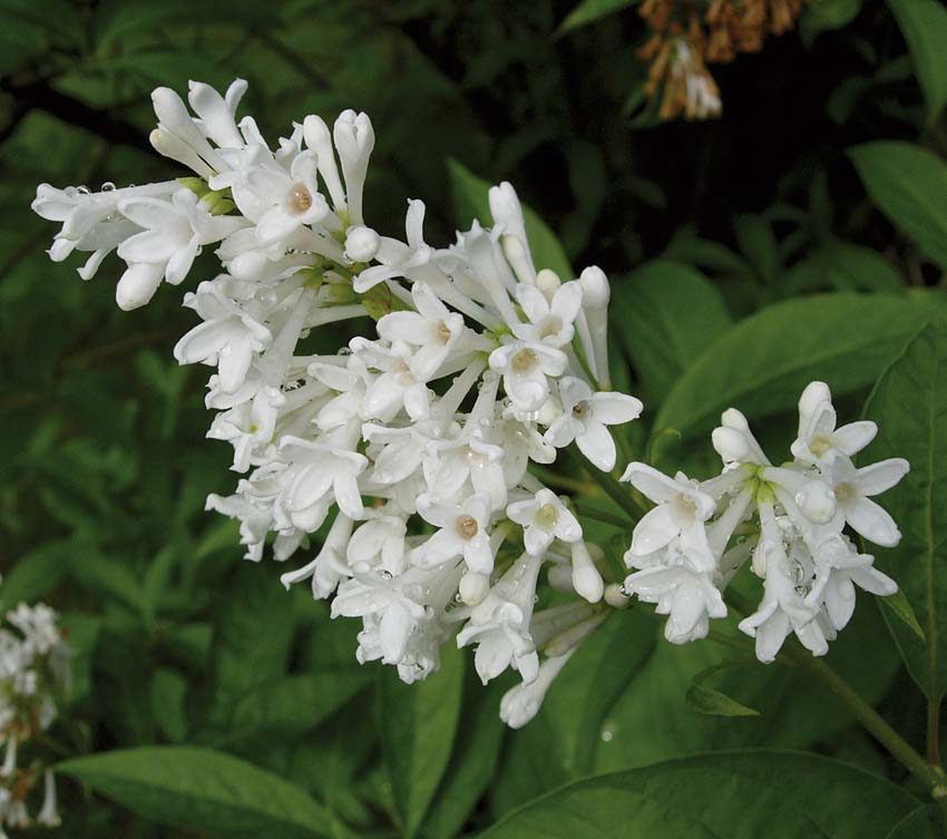 Syringa josikaea – härdig syrén i blom, doftande och lättskött buske för norra Sverige; perfekt för häck och rabatter i odlingszon 5–6