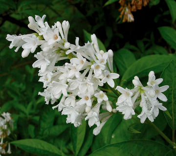 Syringa josikaea – härdig syrén i blom, doftande och lättskött buske för norra Sverige; perfekt för häck och rabatter i odlingszon 5–6