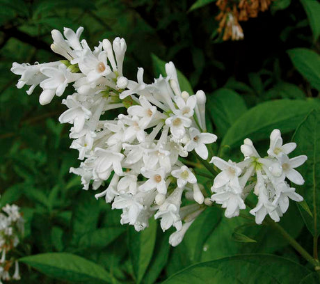 Syringa josikaea – härdig syrén i blom, doftande och lättskött buske för norra Sverige; perfekt för häck och rabatter i odlingszon 5–6