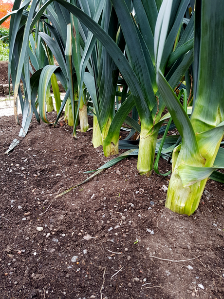 Purjolök på friland i djup fåra – odlingstips: utplantering i näringsrik jord, kupa för lång vit stjälk, vattning, naturgödsel och näring för rik sommarskörd och frosttålig vinterodling
