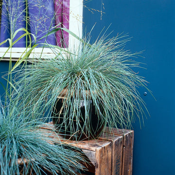 Blåsvingel (Festuca glauca) – lågväxande prydnadsgräs för soliga stenpartier och perennrabatter; lättskött, skapar struktur och ljusspel i modern trädgård.