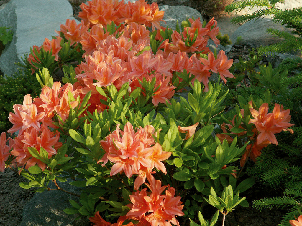 Azalea Rhododendron japonicum ssp. molle i full blom – stora orange blommor i norrländsk trädgård; härdig surjordsväxt med lång blomningstid, trivs i sol och rhododendronjord.