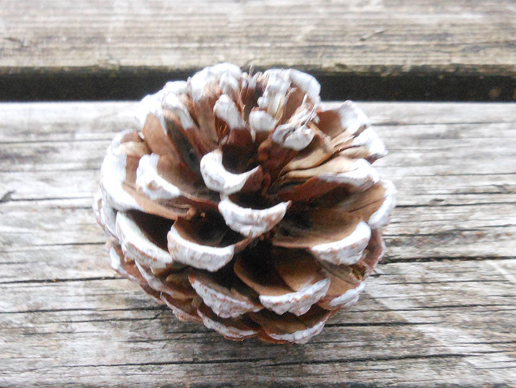 Snöig tallkotte doppad i smält stearin av återanvända ljusstumpar – naturlig juldekoration och hållbar, hemgjord braständare för gran, skål och jularrangemang.