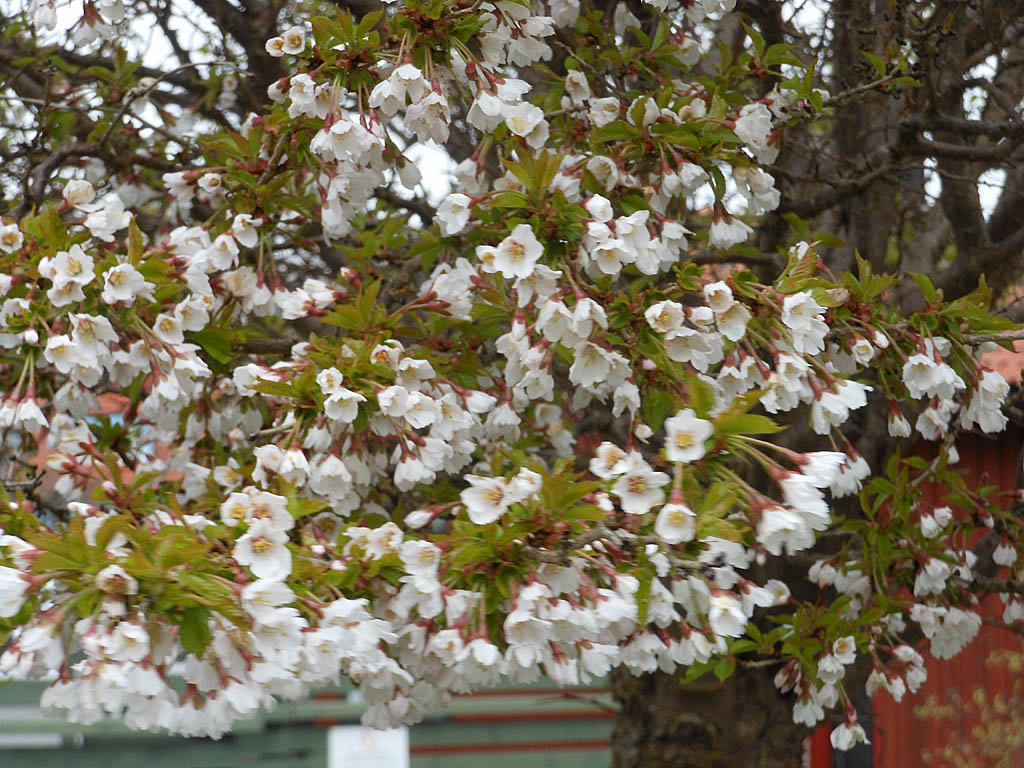 Kasperbenved (Euonymus cornutus var. quinquecornutus), sirlig benved med smala grågröna blad, scharlakansröda höstfärger och fyruddiga frukter (kaspermössor) med orangeröda frön; prydnadsbuske för sol till halvskugga i väldränerad jord, härdig zon I–II.