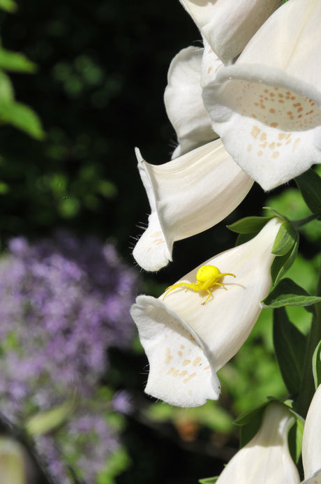 Blomspindeln (Misumena vatia), krabbspindel på blomma – mästare på kamouflage och färgbyte; framåtriktade framben; väntar och jagar insekter utan nät.