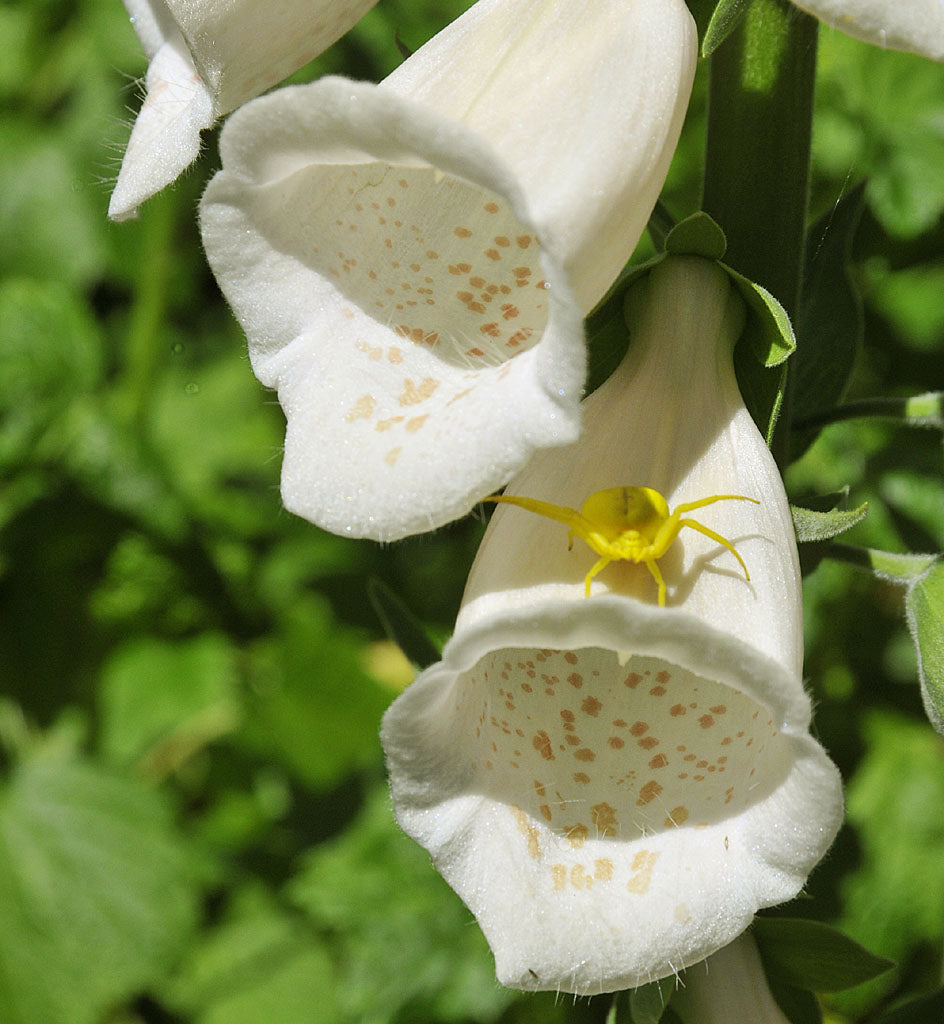 Blomkrabbspindeln Misumena vatia på ljusgul digitalis, väl kamouflerad krabbspindel som byter färg (vit/gul) och fångar bin, flugor och fjärilar i bakhåll.