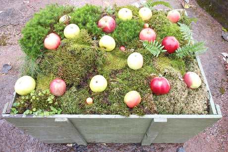 Äppelutställning 2014 i Botaniska: riklig och tidig äppelskörd från varm sommar, intensiva färger på svenska sorter, nyheter från SLU Balsgård – Äppelåret 2014 och hållbar odling.