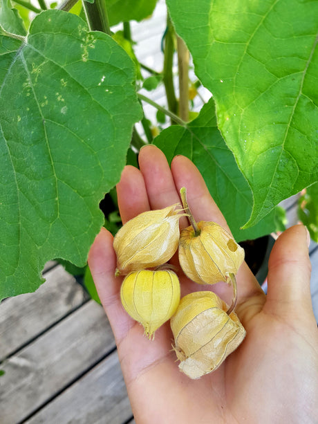 Physalis på planta i kruka utomhus, med prassliga höljen och gyllene bär – odla physalis (gyllenbär/kapkrusbär, Physalis grisea/Physalis peruviana) i Sverige, sådd och skörd.