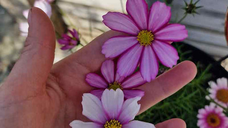 Rosenskära cosmos bipinnatus rosa blommor sommarblommor för rabatt kruka och bukett odling plantering fröer lättskött blomma för solig plats.