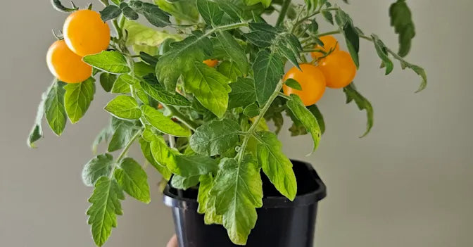 Odla Kruktomater inomhus!