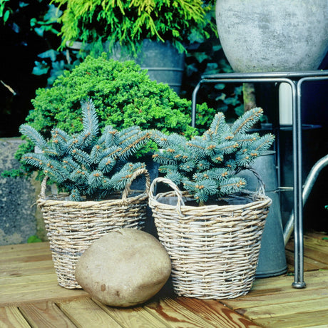 Små barrväxter i trädgården – dvärgbarrväxter i stenparti med ljungväxter och prydnadsgräs, miniatyrlandskap i kruka; skötselråd för gran, tall och en i sol och skugga; surjord med rhododendron.