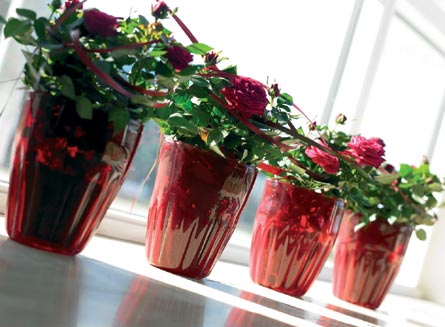 Rosa hybrid som prydnadsväxt inspirerad av Floradania – säsongens växttrender 2025: Spring Clean, Old is New, Future Shock och Sub Silence; moderna arrangemang, växtskulpturer, hållbara material.